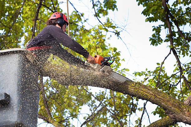 Tree and Shrub Care in Lancaster, CA